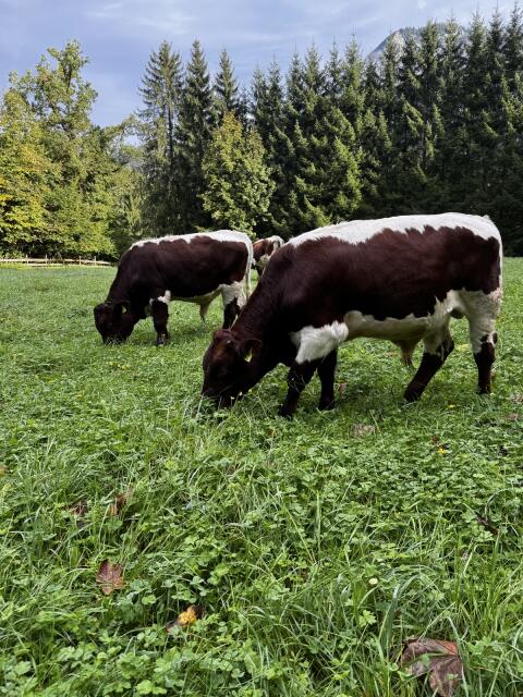 Pinzgauer Stier Bio