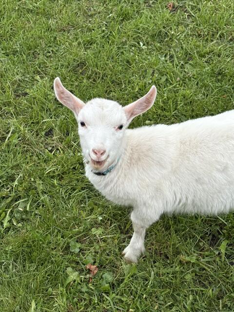 Ziegenkitze