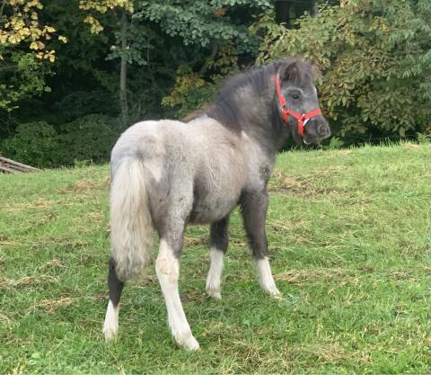 Appaloosa Stutfohlen