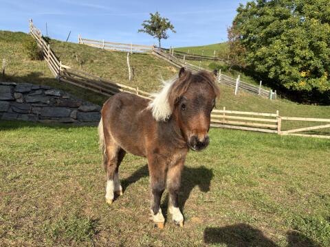 Minishetland Fohlen - Milo