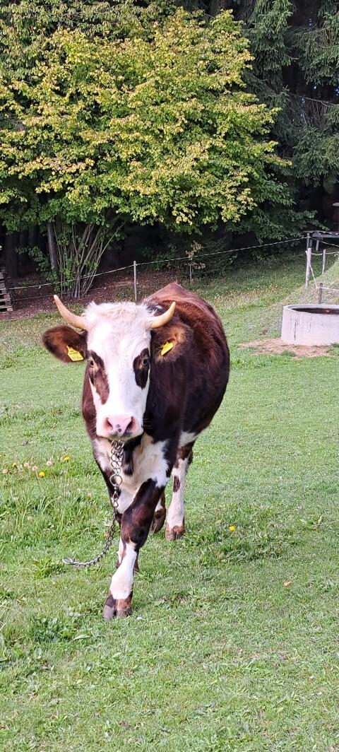 Fleckvieh/Normande