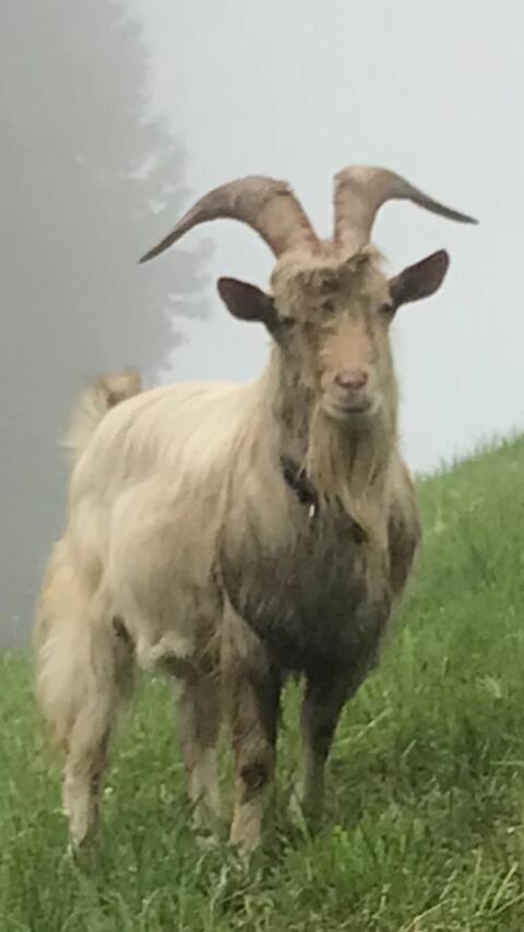 Verkaufe Ziegenbock