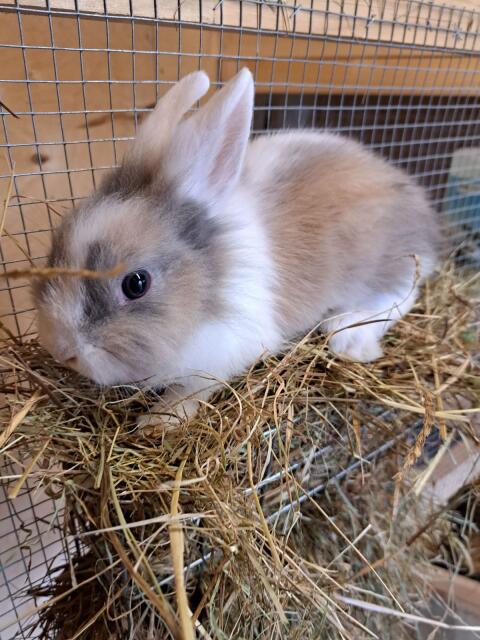 Löwenkopfhase