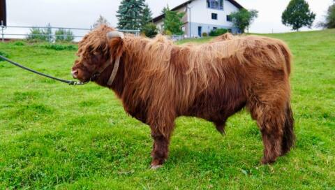 Highlandrinder Jungstier