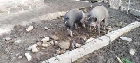Schlachtschweine Mastschweine