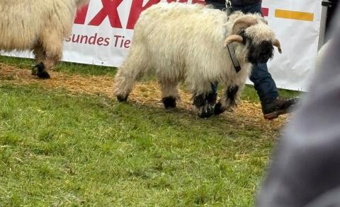 Walliser Schwarznasen Widder HB