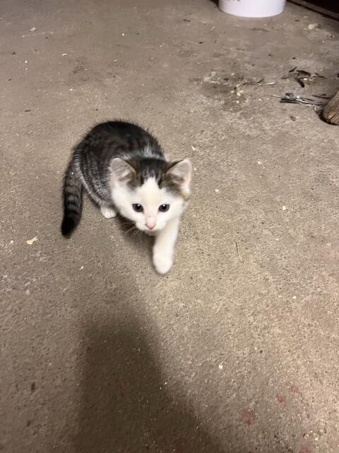 Katzenbaby