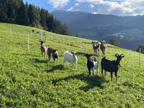 Zwergziegen