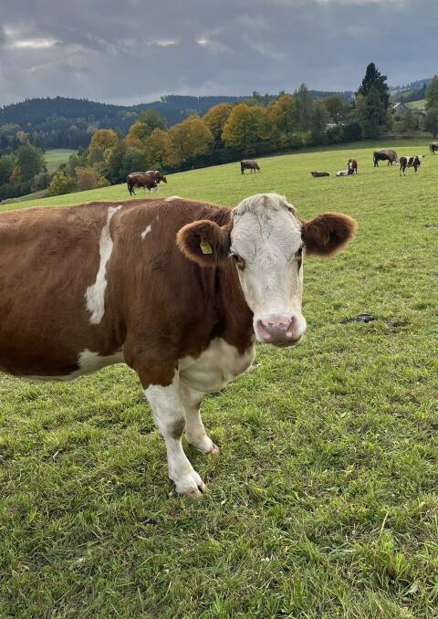 FV Milch-Mutterkuh