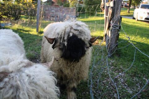 Walliser Schwarznasen Widder