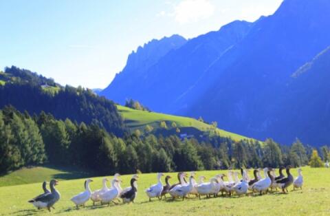 Gänse