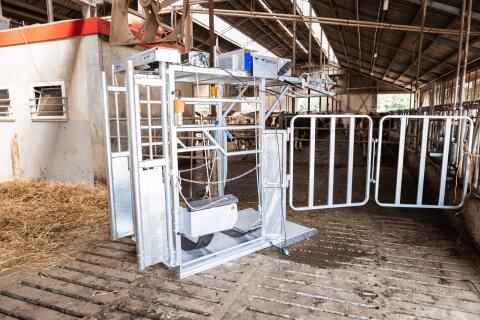 CowCare DAIRY Klauenpflegestand