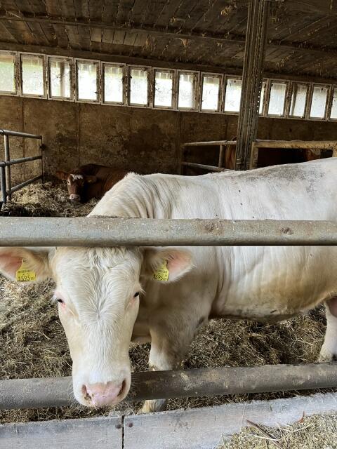 Charolais Stier