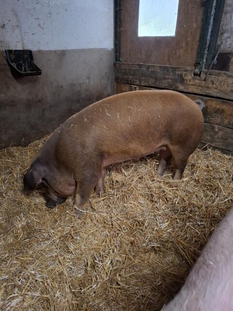 Duroc Sau trächtig