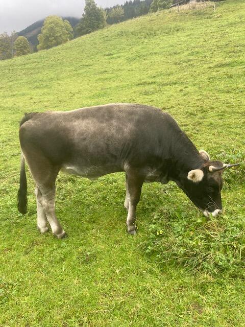 Tiroler Grauvieh
