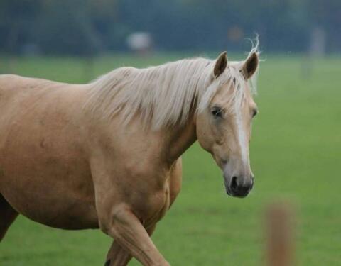 Deutsches Reitpony