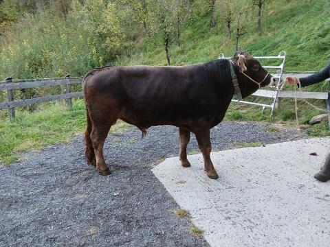 Verkaufe OBV Stier