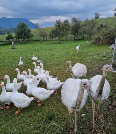 Gänse