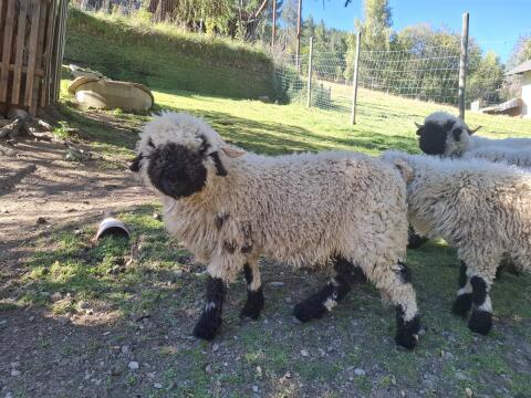 Walliser Schwarznasenschaf