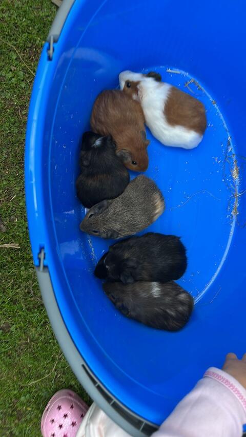 Meerschweinchen Jungtiere