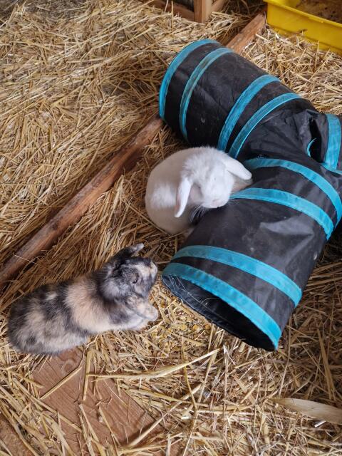 Miniloop Hasen