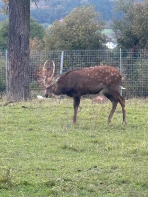 Sika Wild