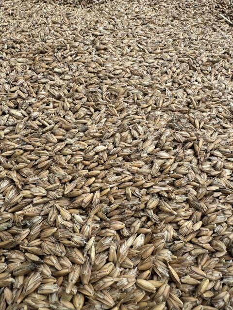 Bio Dinkel Ostro