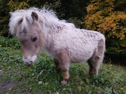 Minishetlandpony
