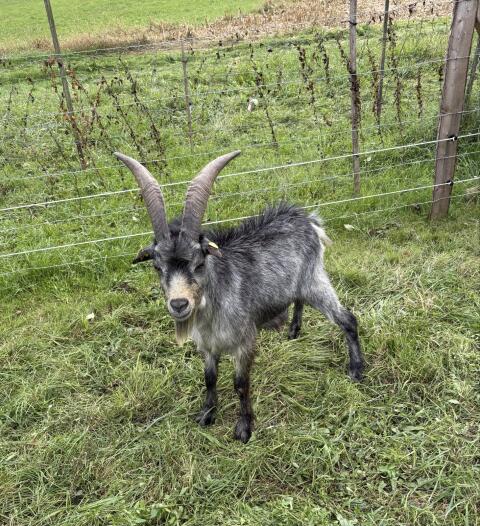 Blobe Bock