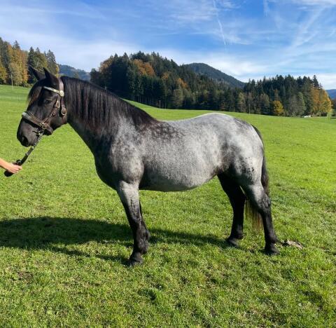 Noriker