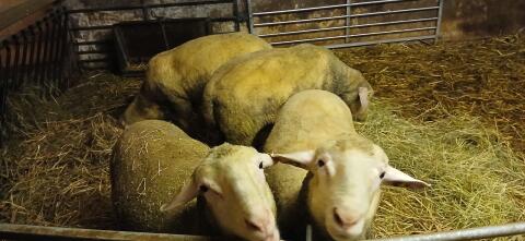 Merinowidder, Schafbock, Widder