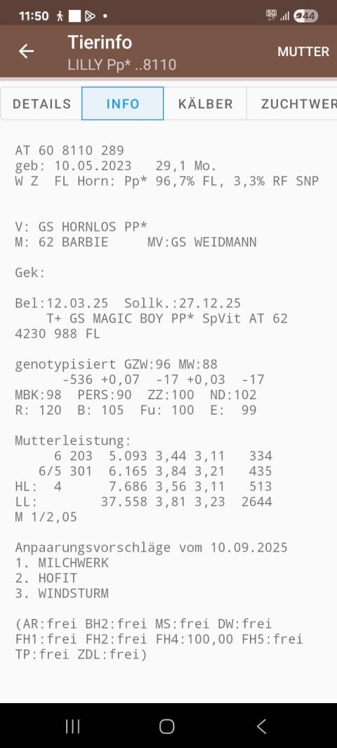 Hochträchtige BIO Fleckviehkalbin zu verkaufen