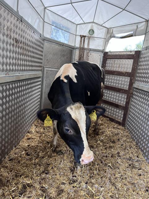 Holstein Zuchtstiere