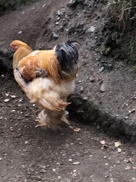 Brahma Hahn