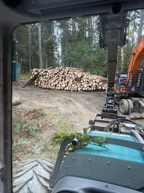 Holzschlägerung und Durchforstung