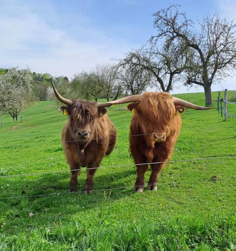 Preisreduziert: 2 Hochlandrinderkühe mit Kalb