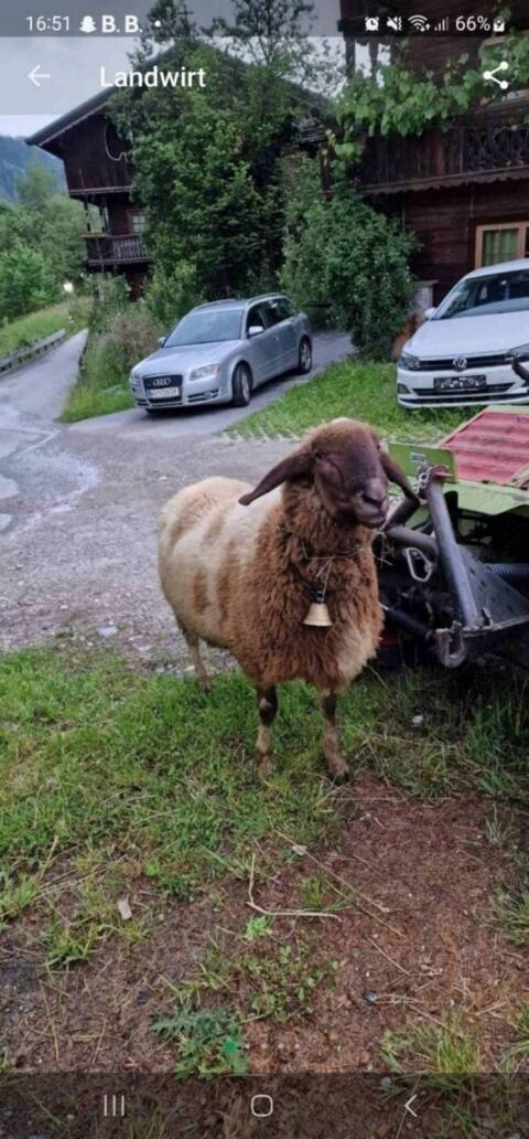 Bergschaf Widder