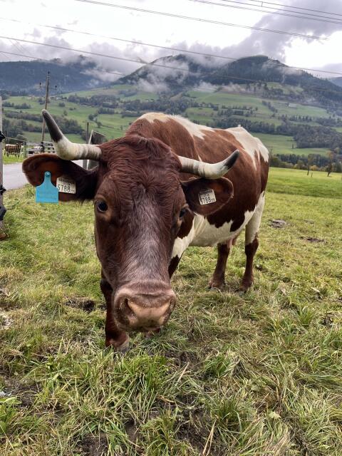 Bio Pinzgauer Kuh mit Horn