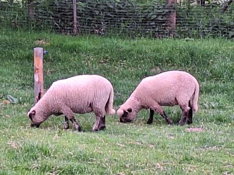 Shropshire Schafe abzugeben