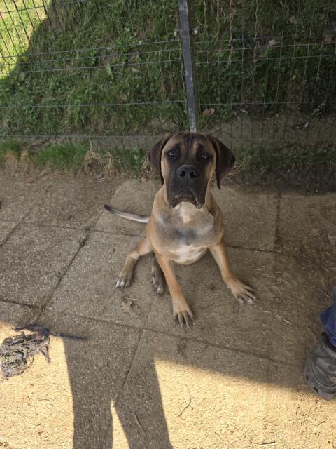 Liebevoller Cane Corso Rüde 5 Monate sucht neuen Wirkungskreis