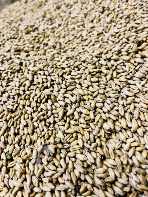 Triticale