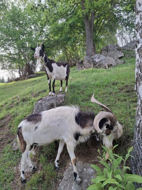 Ziege + Bock
