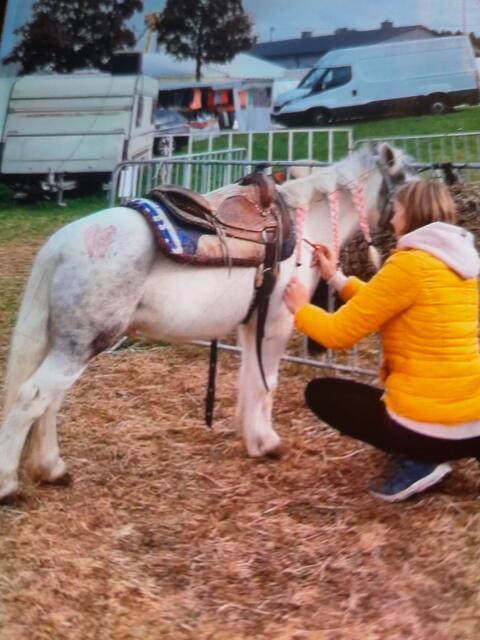 Toller Kinderpony Wallach