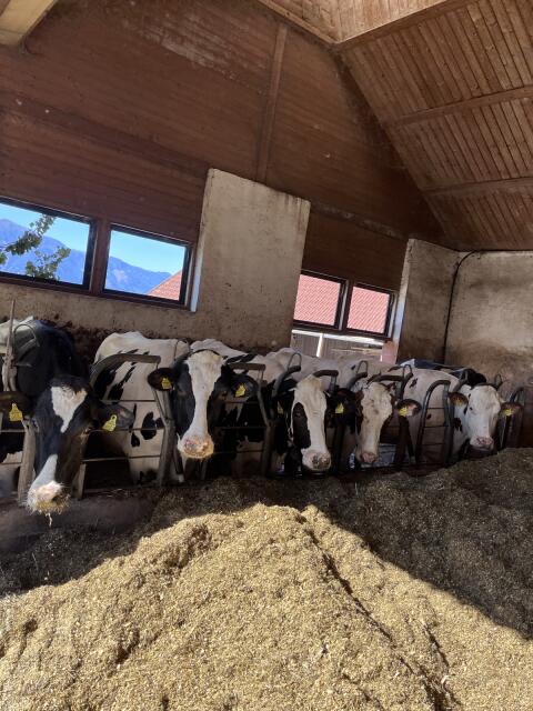 Holstein Kühe