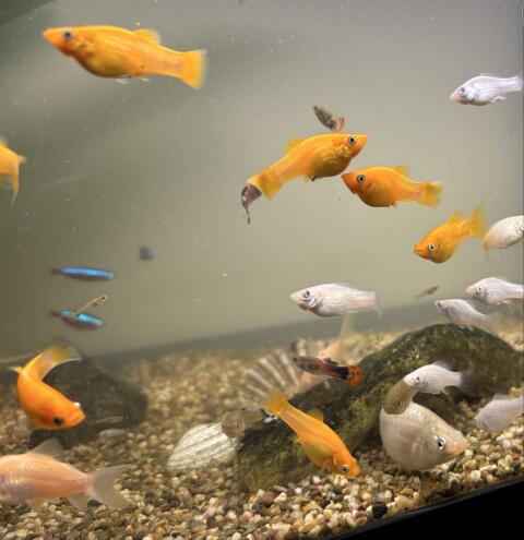 Aquariumfische "Molly"