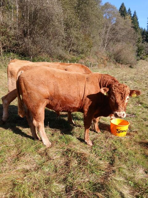 Limousin-Deckstier