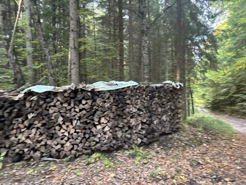 Buchenholz