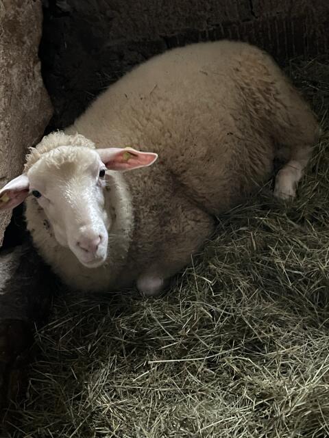 Merino/Texl Bock & Jura/Texl Bock