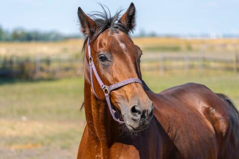 Ungarisches Warmblut, Stute - Beistellpferd, bedingt reitbar