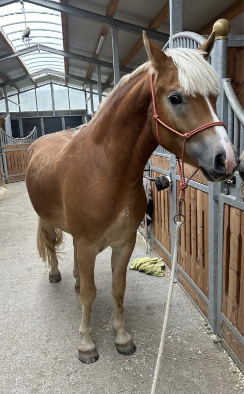 Haflinger Wallach - dem alle Wege offen stehen